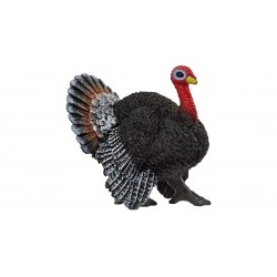 Peacock (13900)