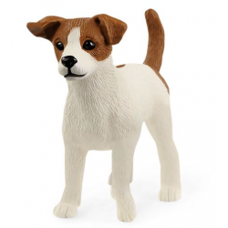 dog Jack russell terrier 13916
