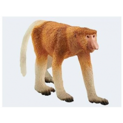 Proboscis monkey 14846