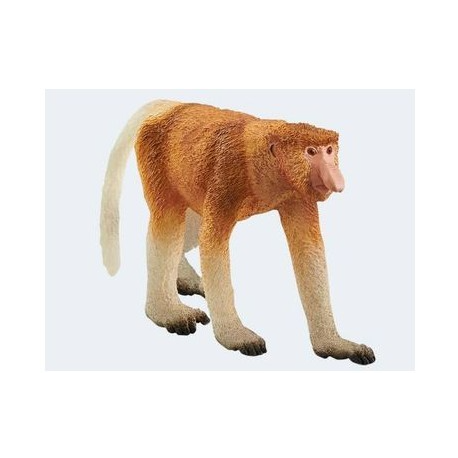 Proboscis monkey 13921