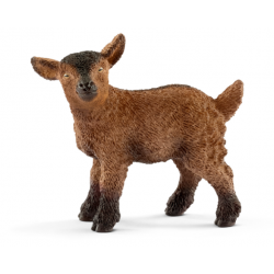 Breed goat 13829