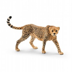 female cheetah 14746