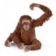 Orangutan femella,14775