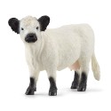 cow Galloway 13960