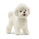 Bichon Frize dog 13963