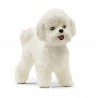 Bichon Frize dog 13963