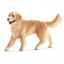 Golden retriever female dog 16395