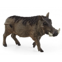 wharthog boar 14843