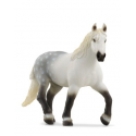 Percheron horse 13971