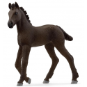 Friesian foal 13977