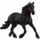 Arab Stallion Horse 13907