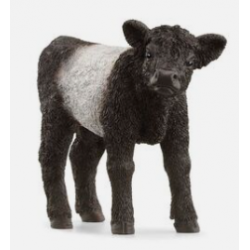 Calf Galloway (13969)