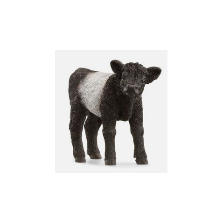 Calf Galloway (13969)