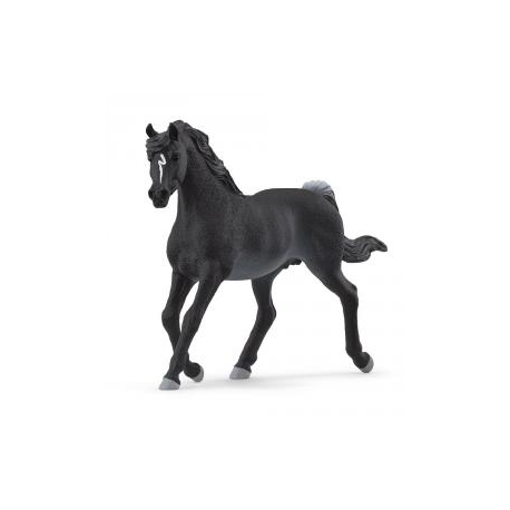 Cavall semental àrab (13981)