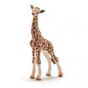 Baby giraffe 147515