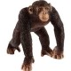 Ximpanzé 