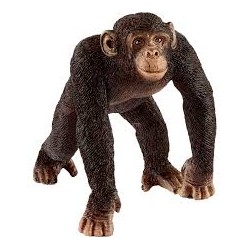 Chimpanzee 