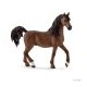 Arab Stallion Horse 13811