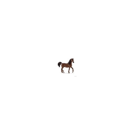 Cavall semental àrab 13811