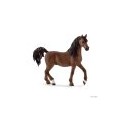 Arab Stallion Horse 13811