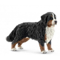 Bernes mountain dog