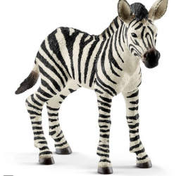 Zebra cria 14811