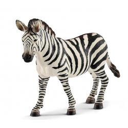 Female zebra 14810